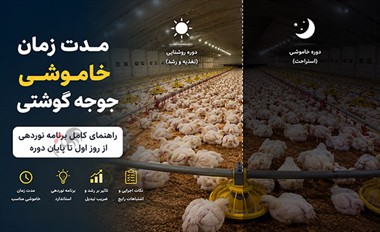 مدت زمان خاموشی در پرورش جوجه گوشتی